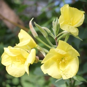 Nachtkerze Nachtkerze